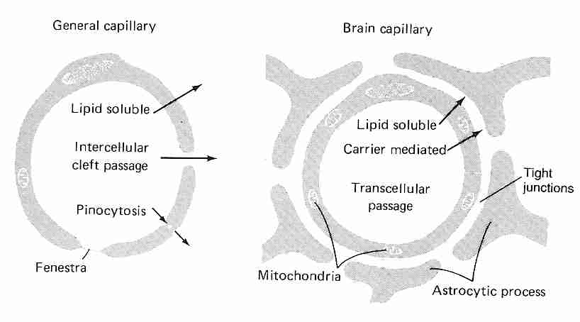 Typical Capillary versus BBB Capillary