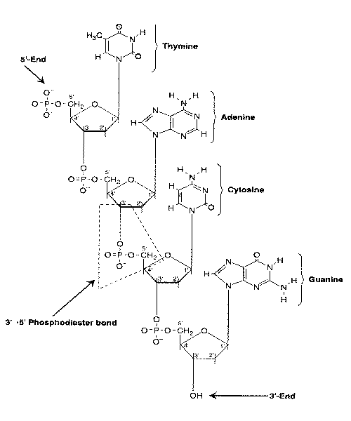 Single Strand of DNA