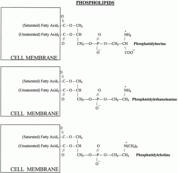 [Phospholipids in Cell Membranes ]