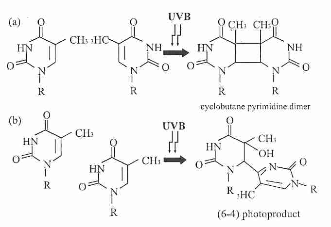 Ultraviolet photoproducts