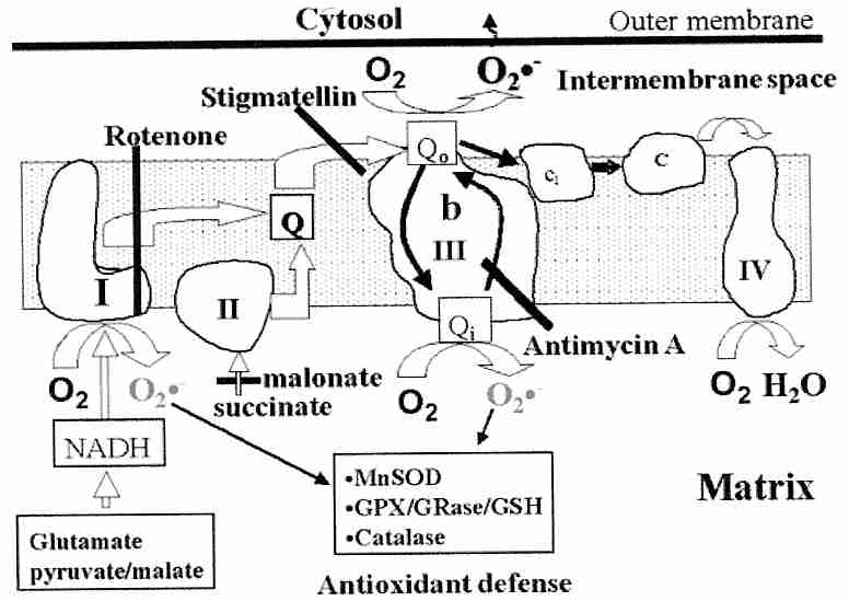 <SUP>.</SUP>O<SUB>2</SUB><SUP>−</SUP>from Complex III escapes Mitochondria