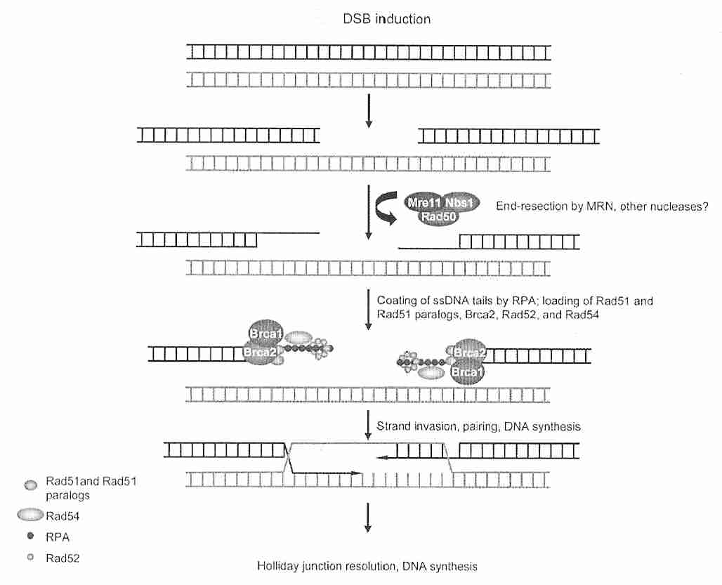 Homologous Recombination (HR)