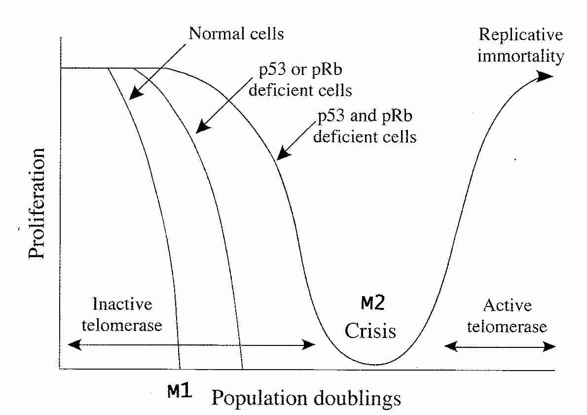 Cell Divisons and Cell Senescence