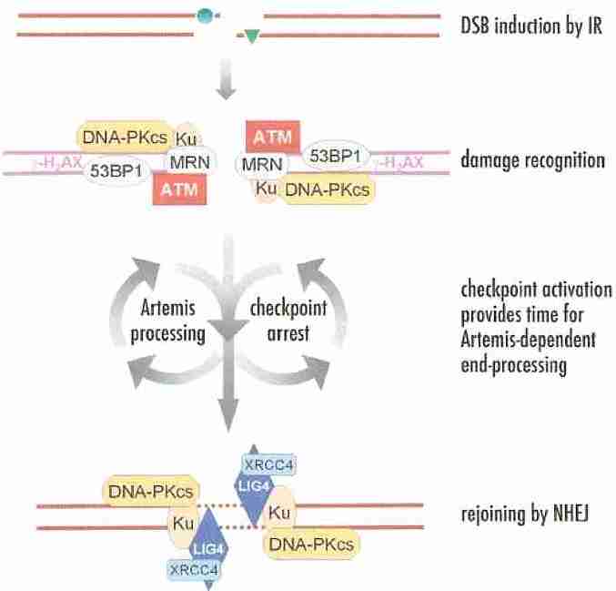 Non Homologous End-Joining for DSB Repair