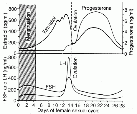 Female Hormonal Cycles