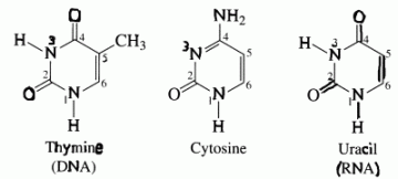 [ PYRIMIDINES ]