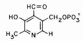 pyridoxal−5'−phosphate