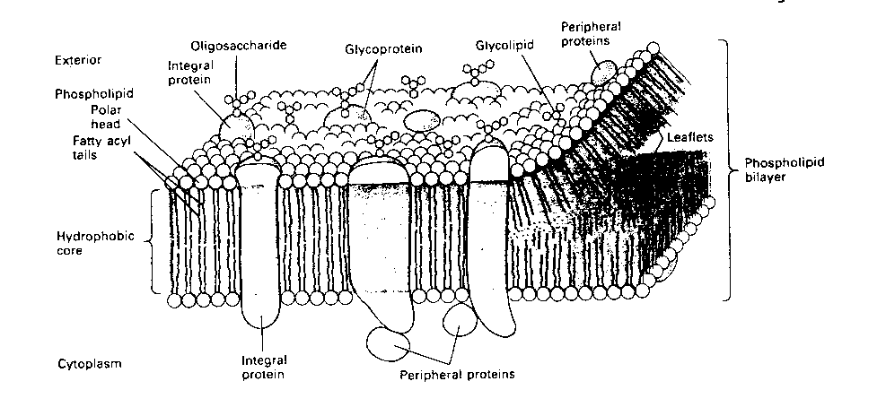 A Phospolipid Bilayer