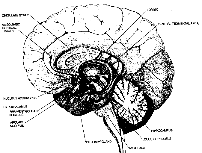 Limbic Bundles