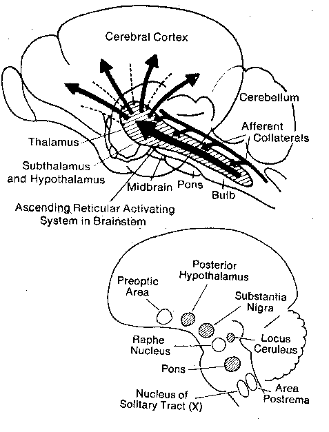 Reticular Activating System