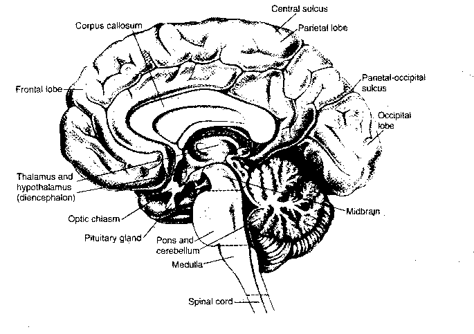 Brain Structures