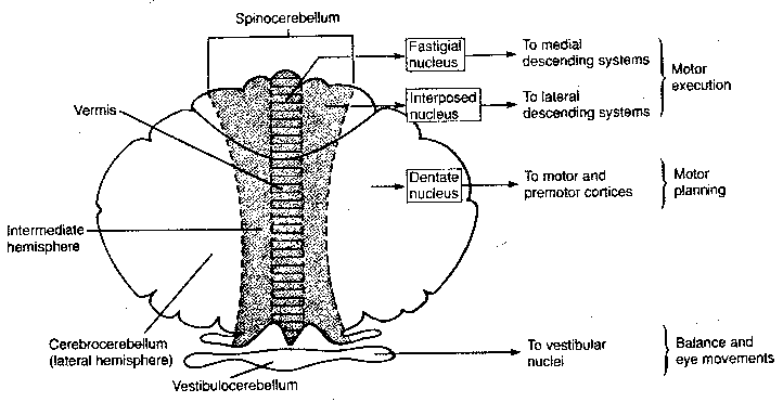 Cerebellar Structures