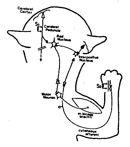 Pathways of Interpositus and Red Nucleus