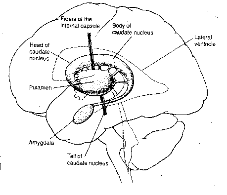 Basal Ganglia in Learning