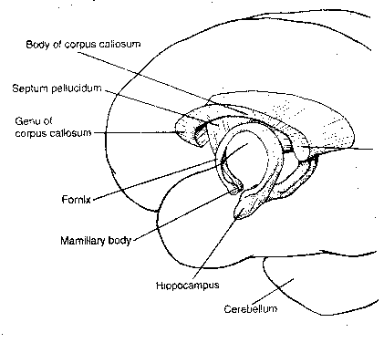 Limbic System Structure in the Brain