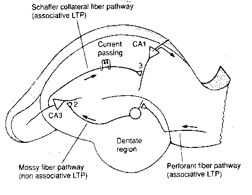 [ Hippocampus Connections ]