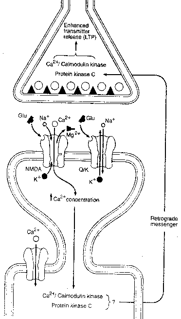 NMDA Receptors