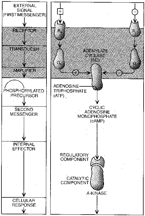 Second Messenger Cascade