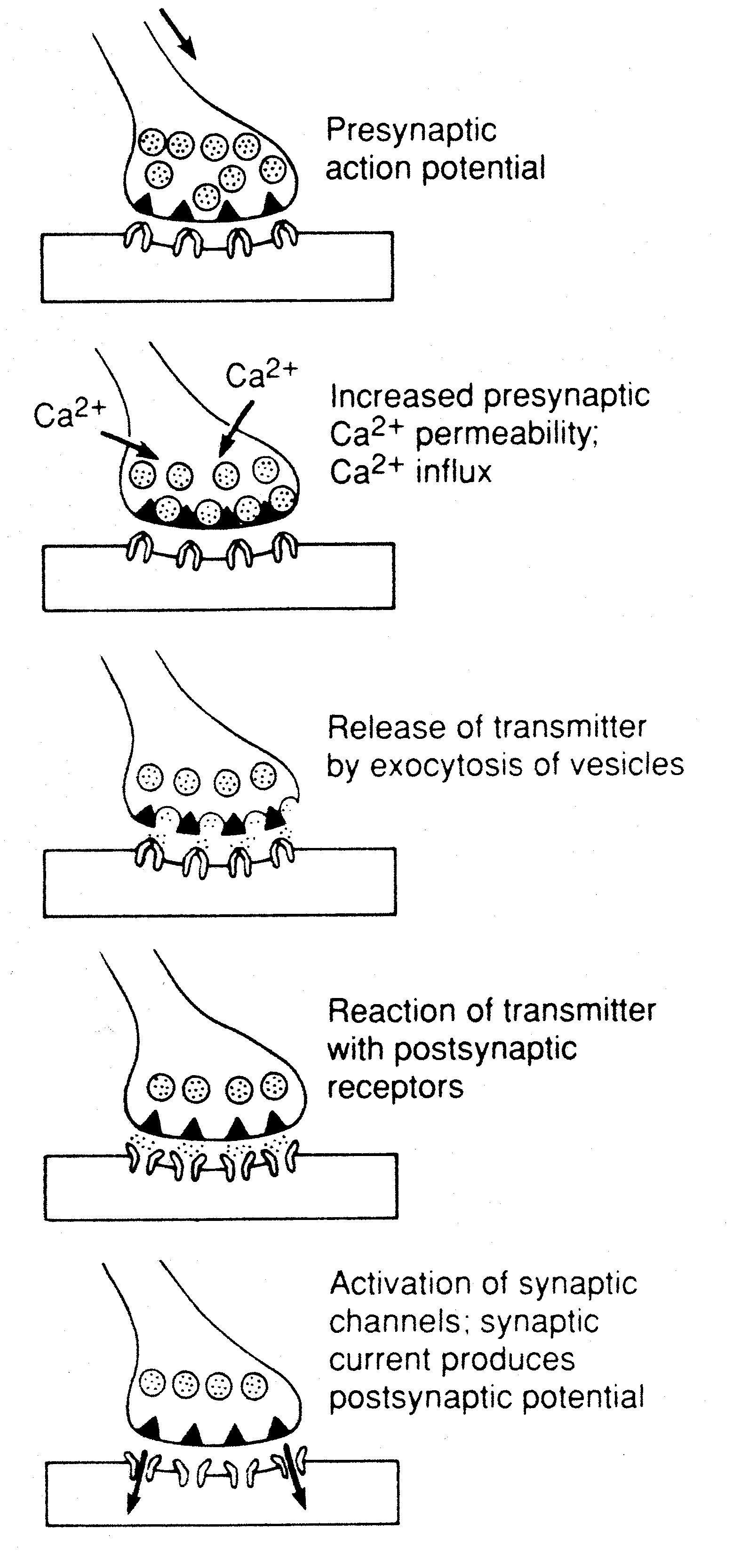 Synapse Transmitter Release