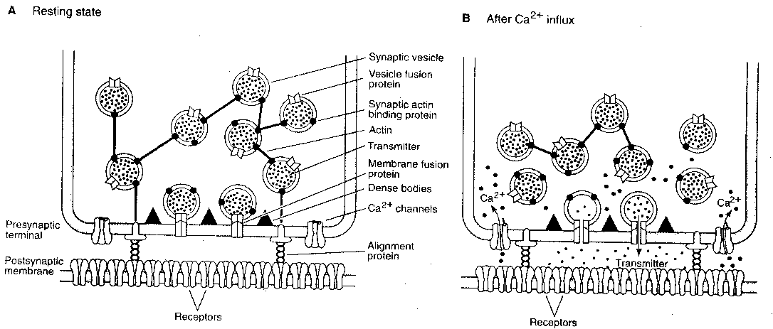 Calcium Influx Effect