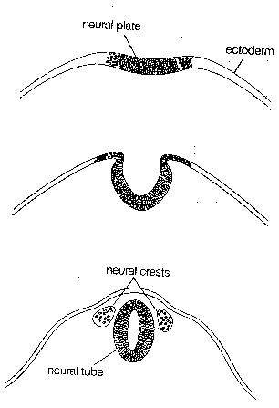 [neuroembryology]