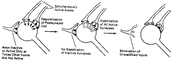 Hebb Synapses