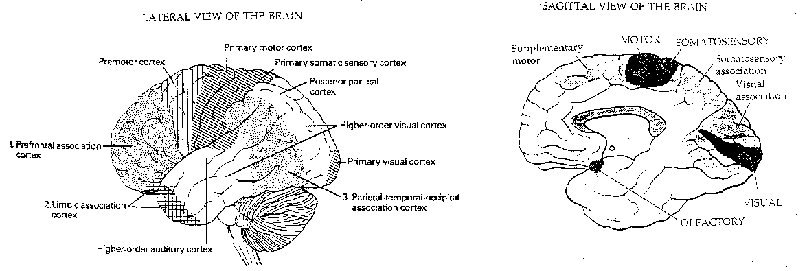 Lateral and Saggital view of 
the Cerebral Cortex