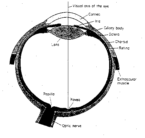 [eyeball structure]