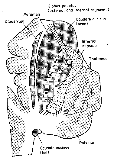 [internal capsule]