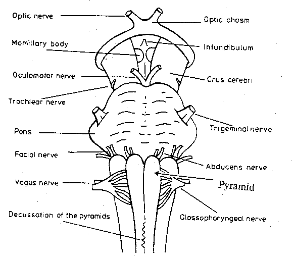 [pyramid on ventral brainstem]