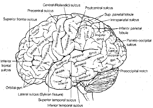 Labeled Cerebral Gyri