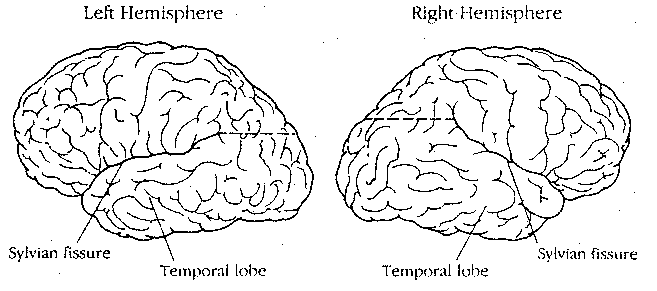 Gross Cortex Hemispheric Asymmetry