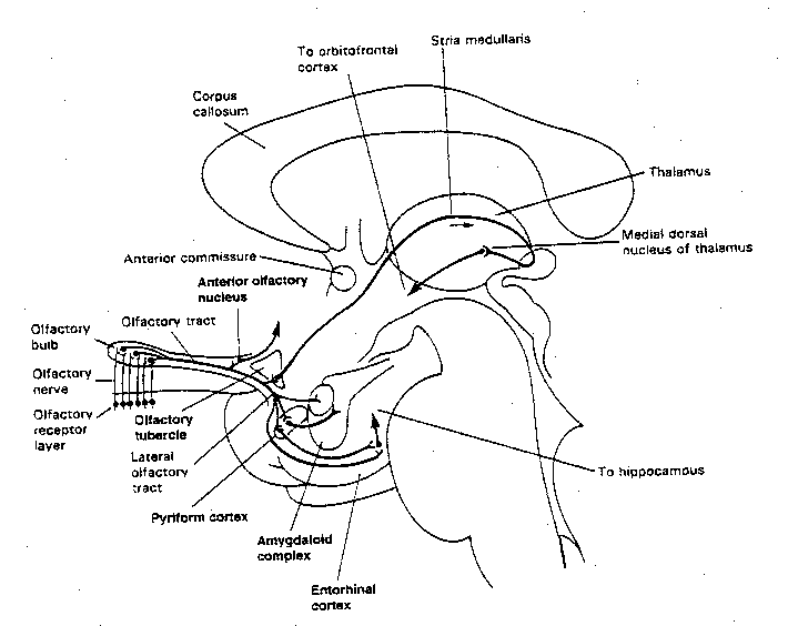 [olfactory pathways]