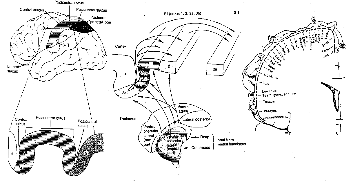 Postcentral Gyrus Mappings 
and Projections