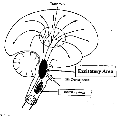 [reticular formation]