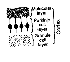 [cerebellar cortex neuron layers]