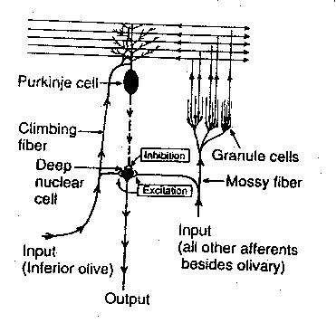 [cerebellum pathways in the cerebellum]