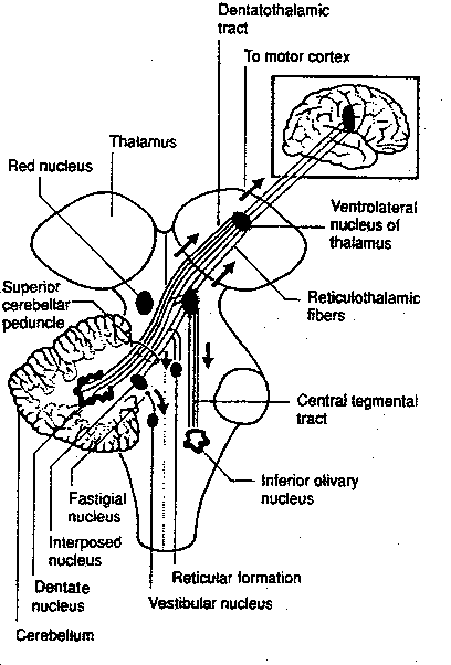 [cerebellum pathways to the cortex]