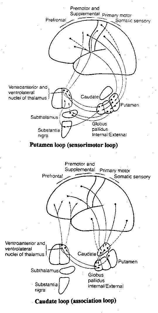 [basal ganglia functional interconnections]