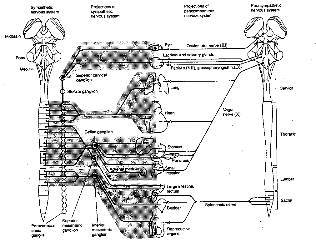 [autonomic nervous system]