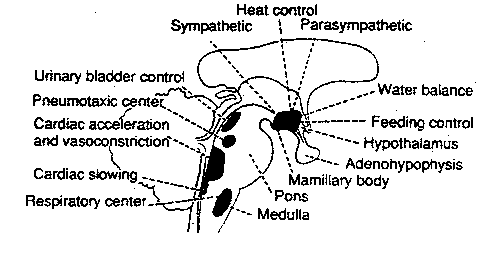 [functional nuclei in the hypothalamus]