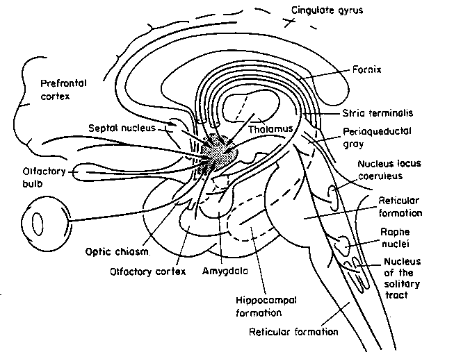 [pathways in the hypothalamus]