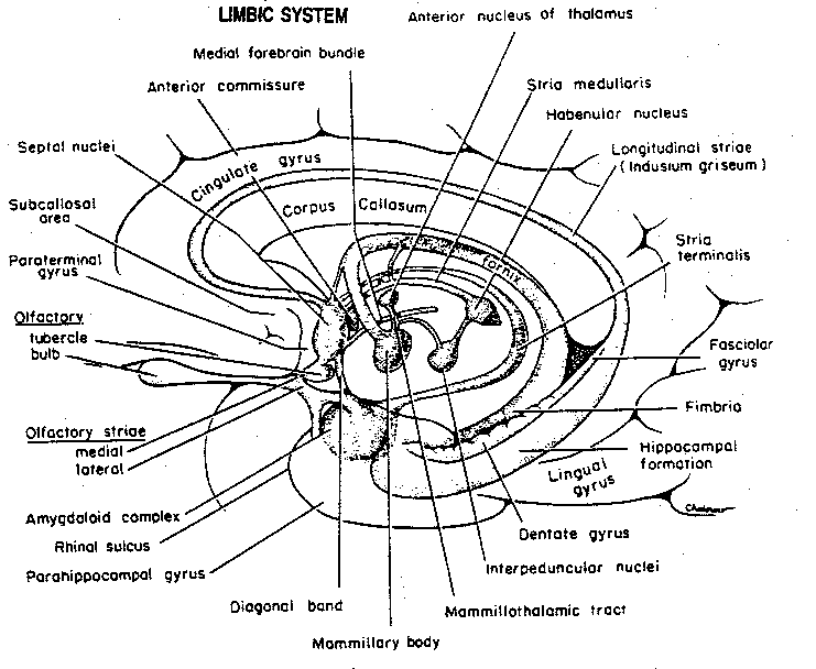 [detailed limbic system structures]