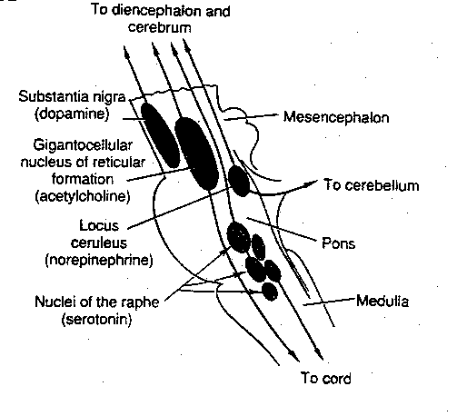 [midbrain neuromodulator nuclei]