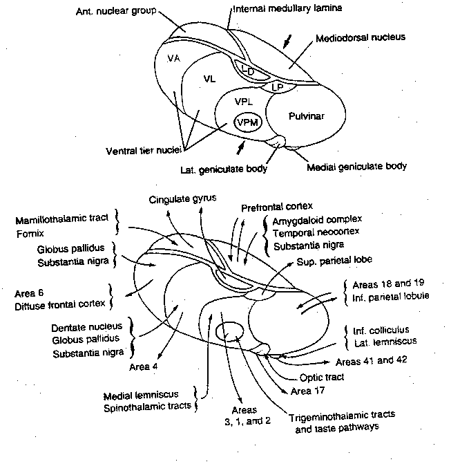 [thalamus nuclei]