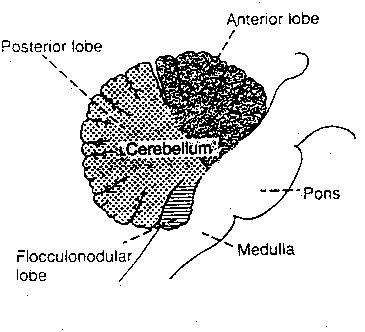 [cerebellum]