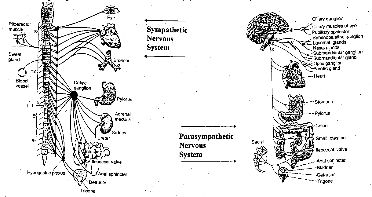 [Sympathetic and Parasympathetic Nervous Systems]