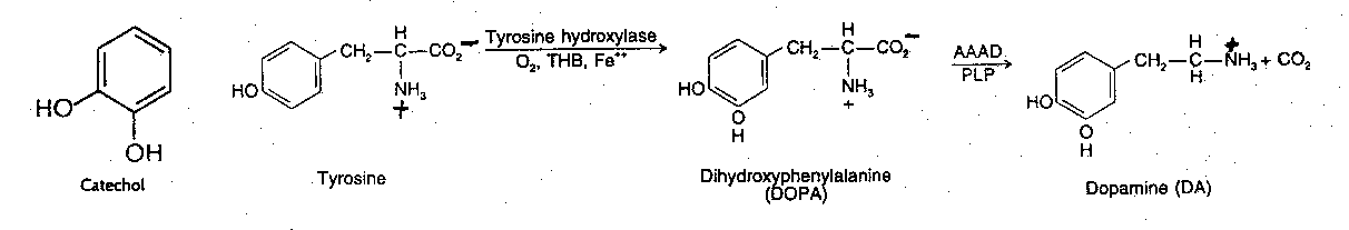 [Dopamine synthesis]