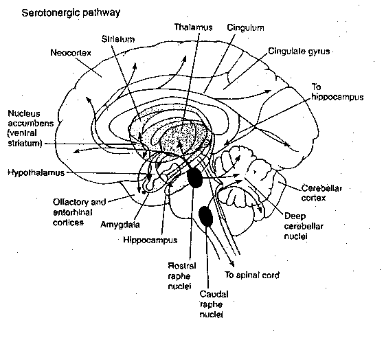 [serotonin pathways in the brain]